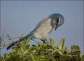 Florida-Scrub-Jay;Jay;Scrub-Jay;Aphelocoma-coerulescens;Endangered-species;one-a